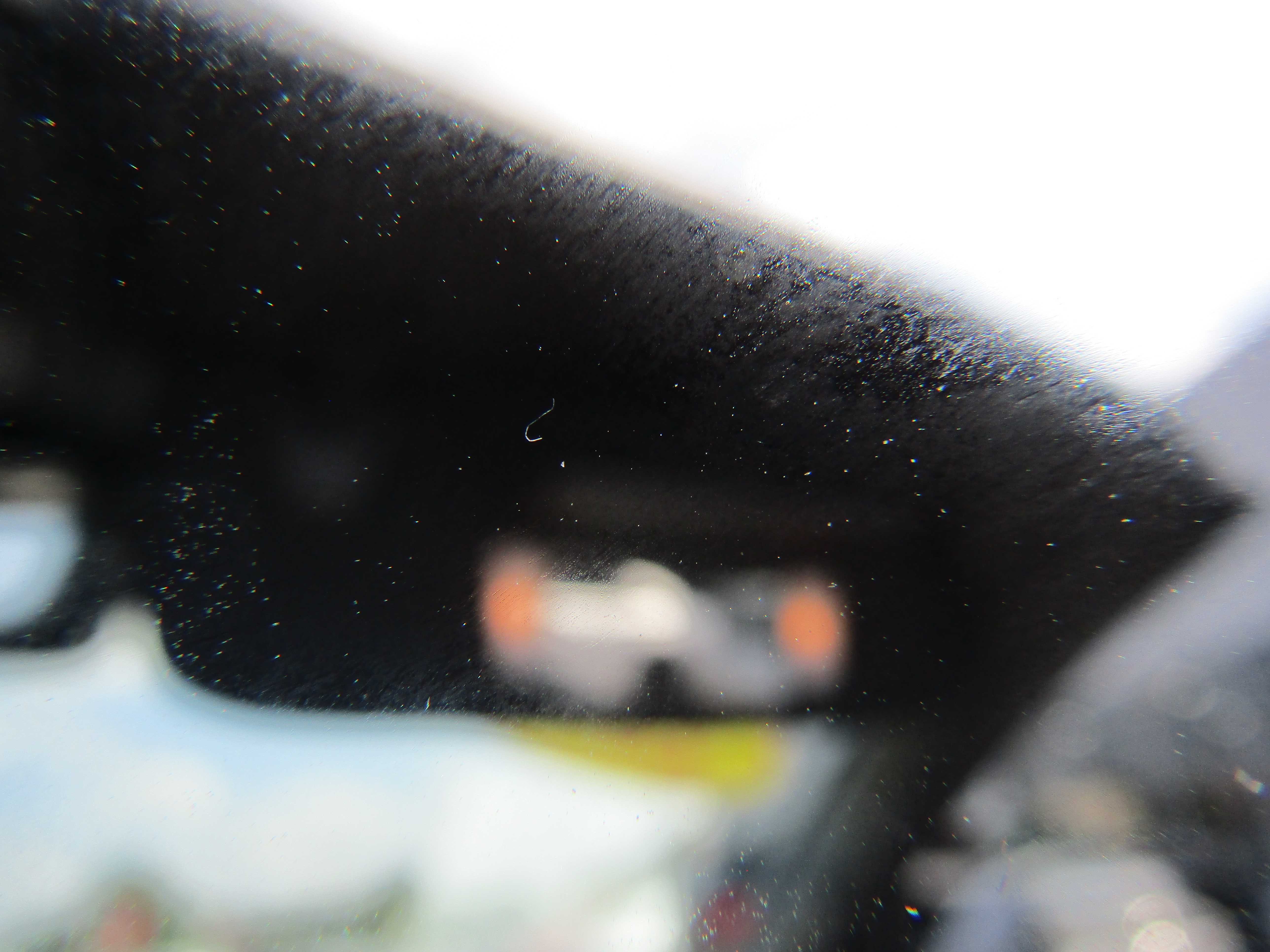 GRAY, 2024 FORD MUSTANG Thumnail Image 23